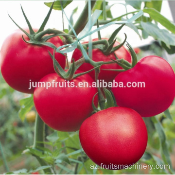 Saf doğranmış pomidor makaron / sous / kiçik bitki